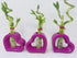 JM BAMBOO (2) Lucky Bamboo Pink Heart Vase Arrangement -JMBamboo