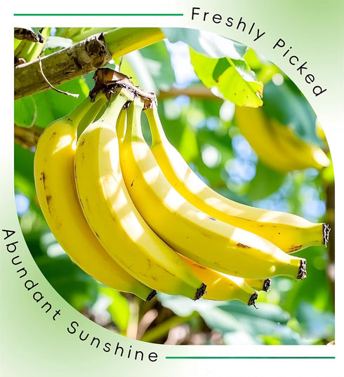 LWWTYKSPL 200g 7.05oz Natural Foods Freeze-Dried Banana Slices, Crispy Ripe Bananas for Energy, Great for Smoothies