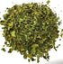 Dried Moringa Leaves Herbal Infusion Tea (35gr) - Premium Silver Line All Natural Moringa Tea in Zip Lock Bag