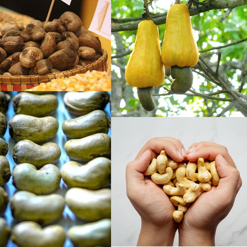 SANO 2lbs (32oz) Pack, Raw Cashew Pieces Organic Cashews Nuts, Fresh Unsalted cashew in Resealable No Salt Cashews