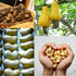 SANO 2lbs (32oz) Pack, Raw Cashew Pieces Organic Cashews Nuts, Fresh Unsalted cashew in Resealable No Salt Cashews
