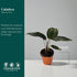 6" Calathea Beauty Star Live Plant in Growers Pot Easy Care Indoor Houseplant, Low Maintenance Tropical Prayer Plant