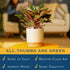 12-18 Inches Costa Farms Chinese Evergreen Live Plant in Decorative Pot, Easy to Maintain, Air Purifying Indoor