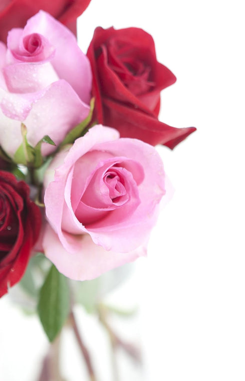 Stemmed KaBloom - Bouquet of Long Red and Pink Roses with Vase - Fresh Flowers for Birthday, Valentine's & Mother's Day