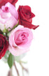 Stemmed KaBloom - Bouquet of Long Red and Pink Roses with Vase - Fresh Flowers for Birthday, Valentine's & Mother's Day