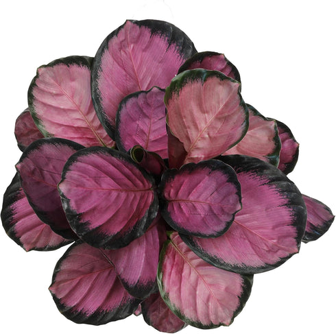 6" Pet Safe Purple Prayer Plant (Calathea Roseopicta) in Grower Pot, Pet Friendly Houseplant, Live Prayer Plants & Air