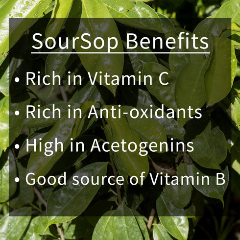 Source Nutrition Soursop Tea - Pure Graviola Cut and Sifted Leaves, High in Acetogenins - 30 Tea Bags, Resealable Pouch