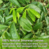 40 FullChea - Soursop Leaves Tea Bags, Teabags - Premium Soursop Graviola Leaves - Hojas De Guanabana Tea - Non-GMO
