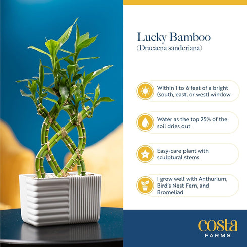 12-15 Inches Costa Farms Lucky Bamboo Live Plant in Decorative Pot, Easy to Maintain Indoor Houseplant, Perfect
