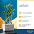 12-15 Inches Costa Farms Lucky Bamboo Live Plant in Decorative Pot, Easy to Maintain Indoor Houseplant, Perfect