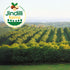 (16.9 oz) Jindilli Farms Macadamia Nut Cooking Oil- Australian Pure Cold Pressed Oil, Unrefined, Natural, High Smoke