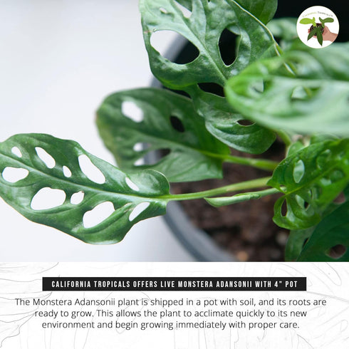4" California Tropicals Monstera Adansonii Real Live Indoor Houseplants - Big Low Light Tropical Plant for Air