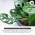 4" California Tropicals Monstera Adansonii Real Live Indoor Houseplants - Big Low Light Tropical Plant for Air