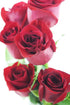 Stemmed Dozen) KaBloom - Bouquet of Long Red Roses (Half - With Vase - Fresh Flowers for Birthday, Valentine's