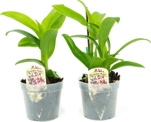 2 Live Orchid Plants | Dendrobium Orchids | Real Houseplants in Potting