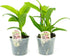 2 Live Orchid Plants | Dendrobium Orchids | Real Houseplants in Potting