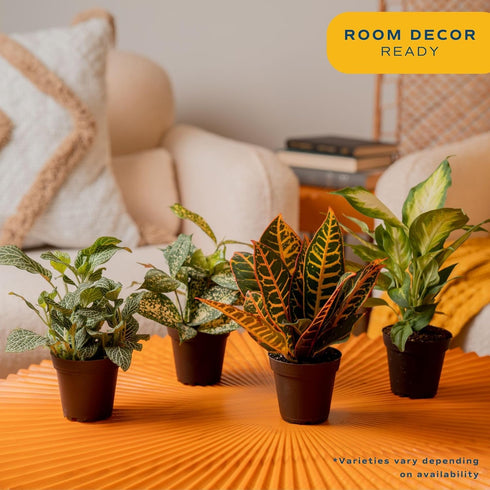 (6-Pack), Costa Farms Live Indoor House Plants Hand Selected Easy to Maintain Indoor Assorted Houseplants, Curated Air