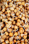 Hometown Seeds Garbanzo Bean Sprouting Seeds - Non-GMO - 8 ounces