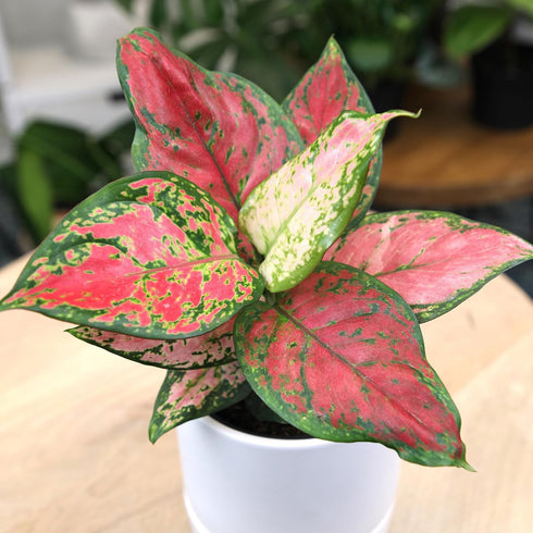 Live Aglaonema Chinese Evergreen Plant 'Beauty', Indoor Houseplant for Home or Office, Air Purifying Real Indoor Plants