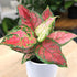 Live Aglaonema Chinese Evergreen Plant 'Beauty', Indoor Houseplant for Home or Office, Air Purifying Real Indoor Plants