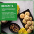 2 Packed Jiva Organics Organic Chickpea Flour, Besan Pound - Non-GMO, Gram Flour Fine - Vacuum
