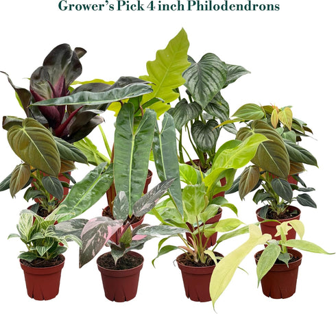 (4 Pack) 4 CoollectivePlants Philodendron Collection Live Indoor Plants in Grower Pots, Easy Care Tropical Houseplants