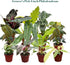 (4 Pack) 4 CoollectivePlants Philodendron Collection Live Indoor Plants in Grower Pots, Easy Care Tropical Houseplants