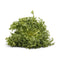 Fresh Produce Organic Frisee Lettuce