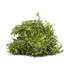 Fresh Produce Organic Frisee Lettuce