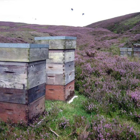 John Mellis Apiaries 12 Scottish Ling Heather Honey, Ounce Jar
