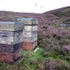 John Mellis Apiaries 12 Scottish Ling Heather Honey, Ounce Jar