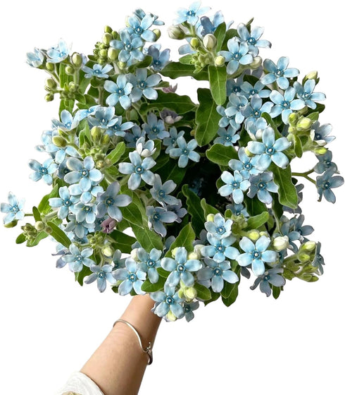 10 Stem Blue Tweedia Japan Fresh Cut Flowers DIY Flower Arrangement Wedding