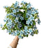 10 Stem Blue Tweedia Japan Fresh Cut Flowers DIY Flower Arrangement Wedding