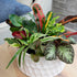 (12PK), Altman Plants Live Houseplants Indoor Plants for Delivery Prime, Live Plants and Gardening Gifts for Plant