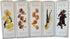 KOKOBUNCH 5 Rustic Bakery Short Bread Variety Cookie Bundle of (Lemon | Pecan | Salted Caramel | Chocolate Cacao Nibs |