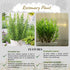 4 Inch Pack Live Aromatic Rosemary Herb Plant in Pot - Versatile Culinary Herb - Easy to Grow Indoor Houseplant