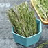 HOLFLYING 100% 2.0 30~40 Natural Dried Whole Rosemary Sprigs, ounces, Rosemary Sprigs Spices, Pcs Sprigs, Perfect