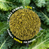 SUNGIVEN 3 2.47 OZ (Pack 10) Organic Ramen Noodles Kale Healthy Low Sodium Ready in Minutes Non-Fried Instant No
