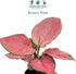 4" CoollectivePlants Aglaonema Katrina | Live Indoor Chinese Evergreen in Pot, Easy Care, Low Maintenance, Green & Pink