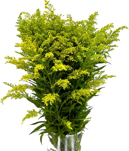 20 Fresh Solidago Carzan Glory Gifts for home decoration birthdays anniversaries healing