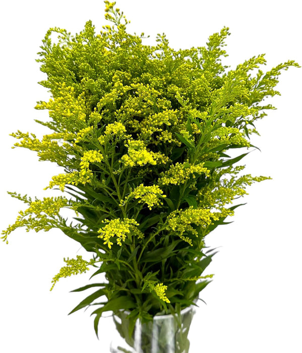 20 Fresh Solidago Carzan Glory Gifts for home decoration birthdays anniversaries healing