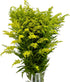 20 Fresh Solidago Carzan Glory Gifts for home decoration birthdays anniversaries healing