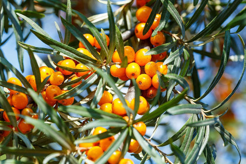 1 Food to Live Sea Buckthorn Juice Powder, Pound - Made from Raw Dried Berries, Unsulfured, Vegan, Bulk, Great