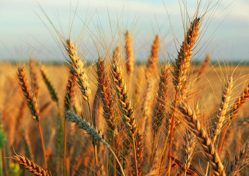 8 Food to Live Wheat Berries, Ounces Sprouting for Wheatgrass, Kosher, Raw, Vegan, Bulk