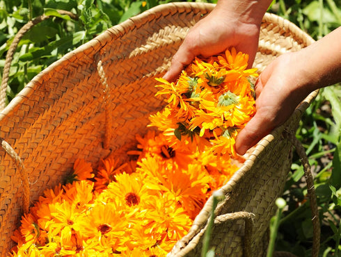 Calendula Petals – Pure Dried Marigold Flower Petals – Vegan, Gluten Free, Non-GMO, No Sugar Added - 0.35oz / 10g
