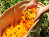 Calendula Petals – Pure Dried Marigold Flower Petals – Vegan, Gluten Free, Non-GMO, No Sugar Added - 0.35oz / 10g