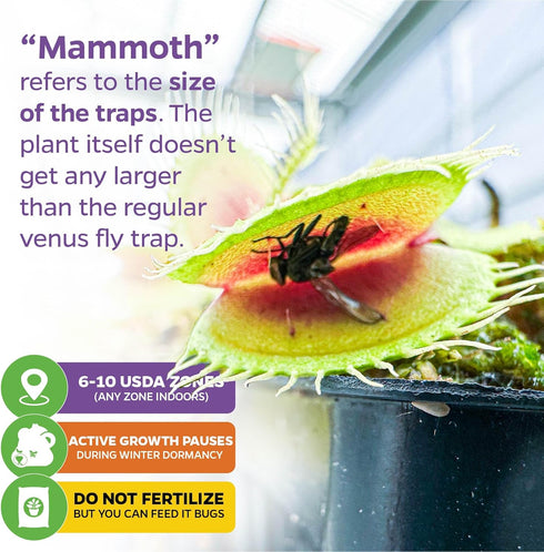 Mammoth' Venus Fly Trap Live Plant - Dionaea muscipula by Wellspring Gardens - Large Carnivorous Traps - Indoor Plant