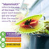 Mammoth' Venus Fly Trap Live Plant - Dionaea muscipula by Wellspring Gardens - Large Carnivorous Traps - Indoor Plant
