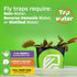 Mammoth' Venus Fly Trap Live Plant - Dionaea muscipula by Wellspring Gardens - Large Carnivorous Traps - Indoor Plant
