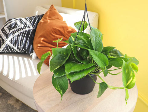 1 Count Golden Pothos Plant Live in Hanging Planter Pot Live by Plants for Pets
